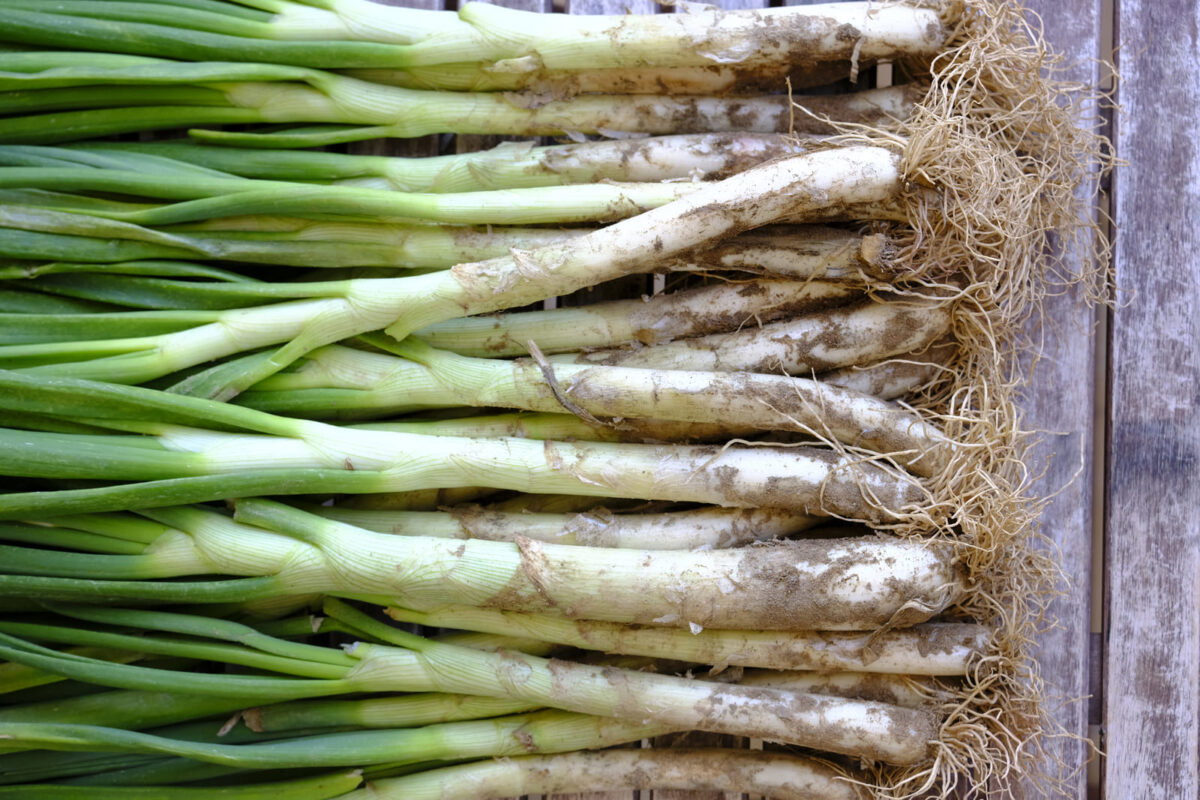 calçots al horno paso 2