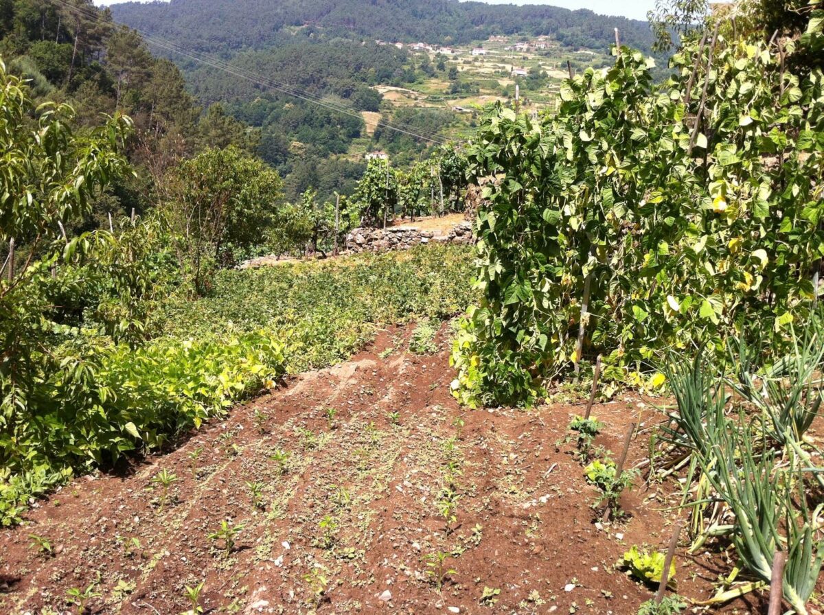 huerto forraqueira 10