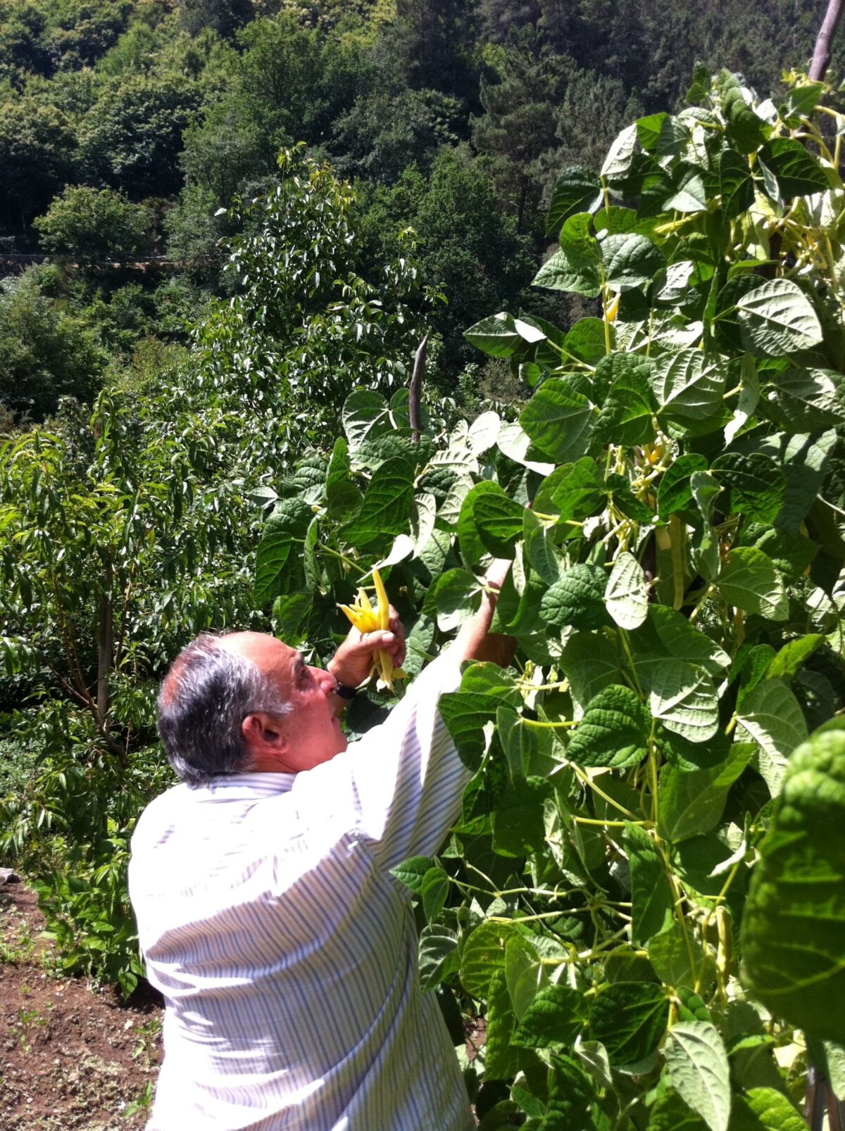 huerto forraqueira 17
