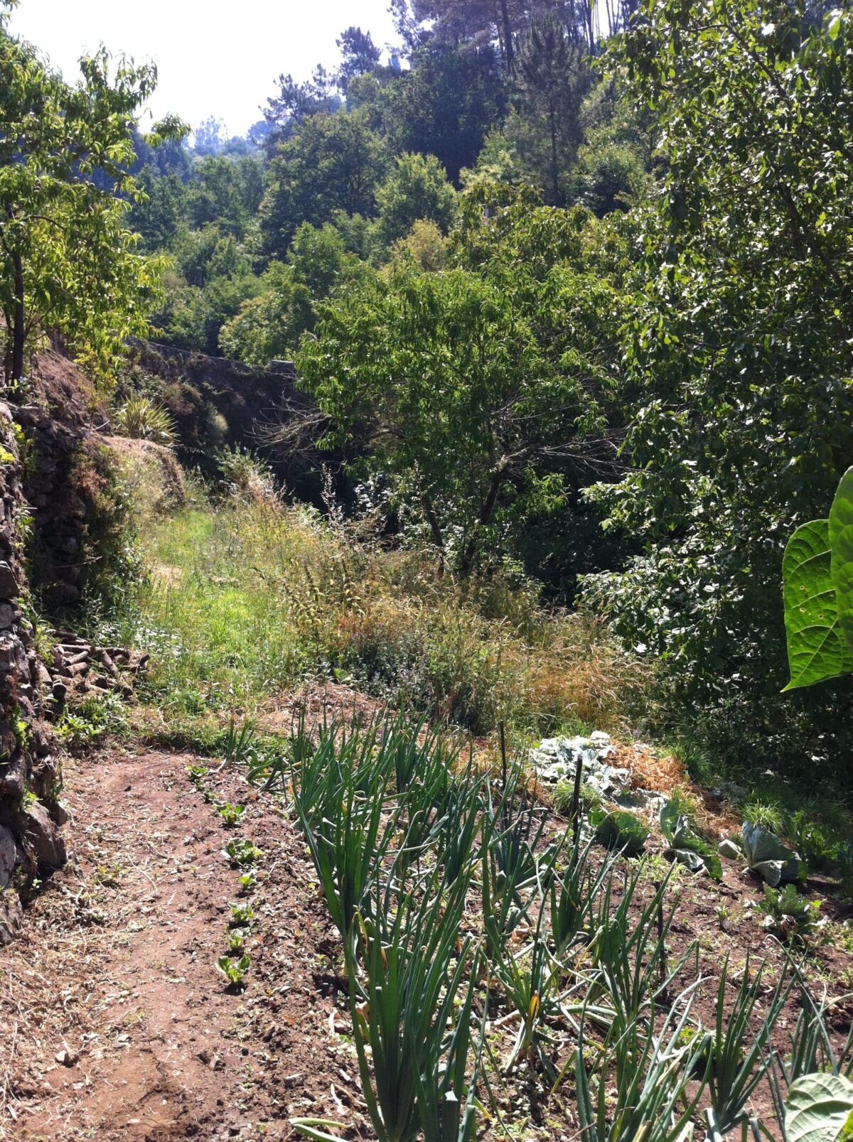 huerto forraqueira 19