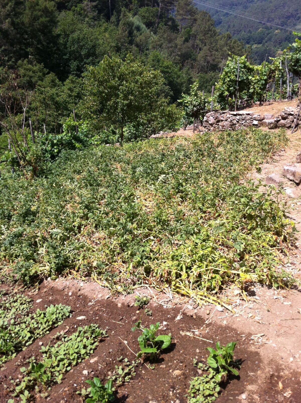 huerto forraqueira 20