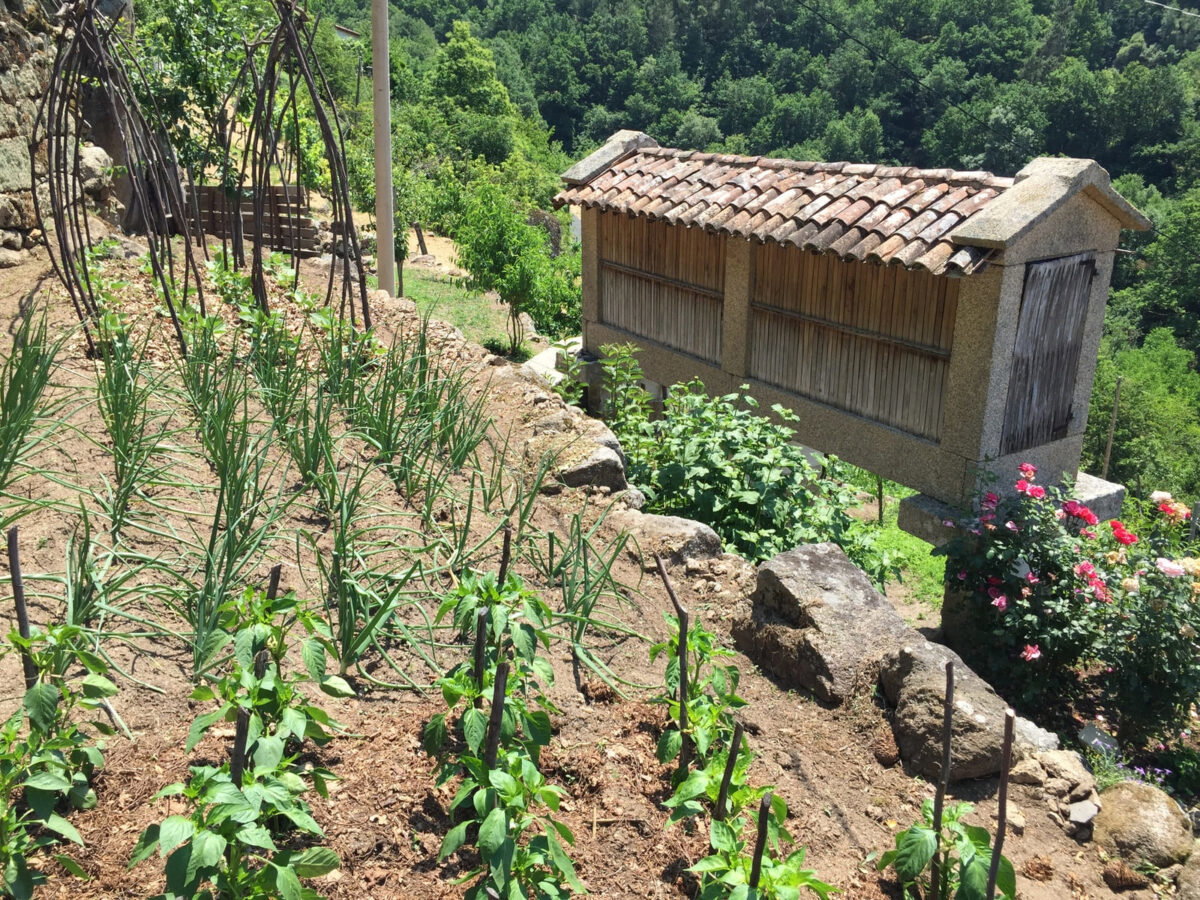 huerto forraqueira 36