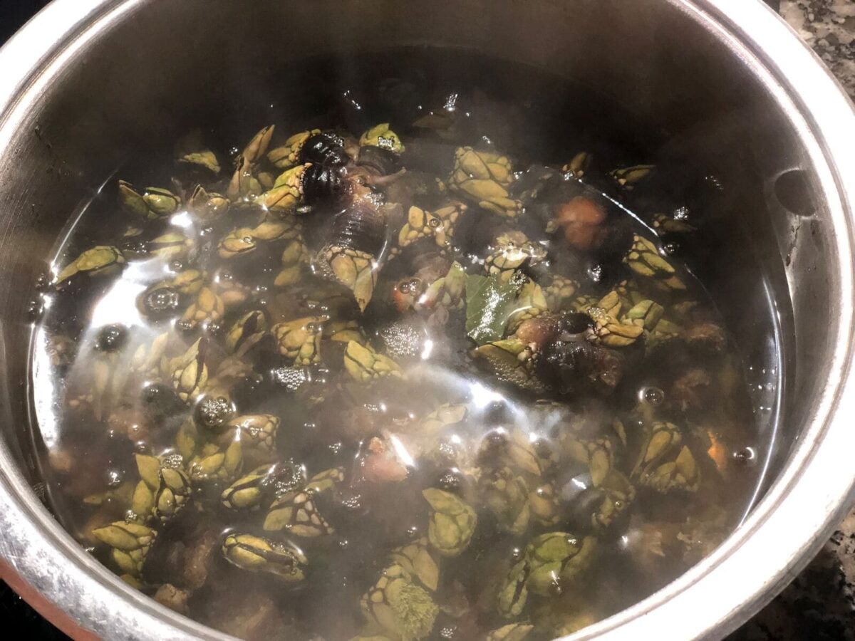 percebes paso 4