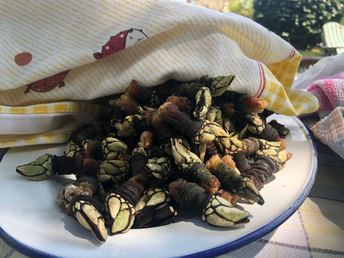 percebes paso 8