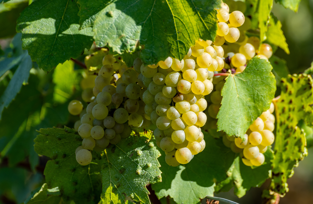 Diferencias entre cava, prosecco y champagne