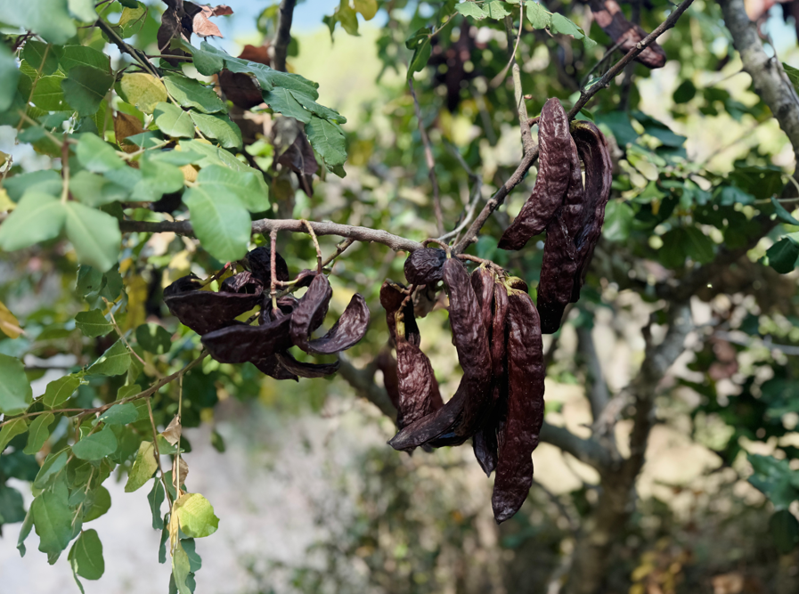 Algarroba: qué es, origen, propiedades y usos culinarios