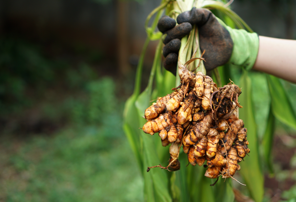 Cúrcuma. Qué es, para qué sirve, propiedades y usos en la cocina