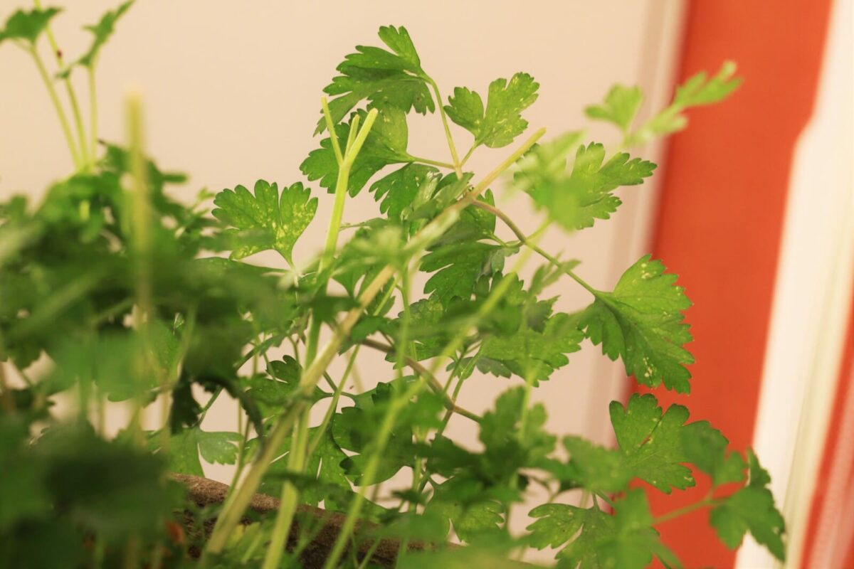 salsa chimichurri paso 4