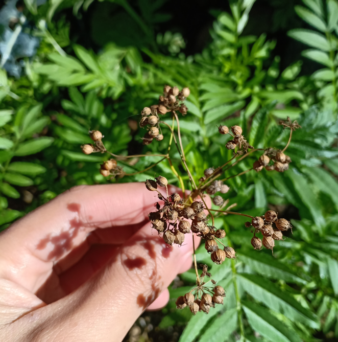 Semillas de cilantro. ¿Qué son? Propiedades y usos en la cocina