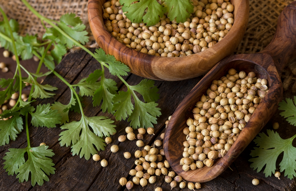 Semillas de cilantro. ¿Qué son? Propiedades y usos en la cocina