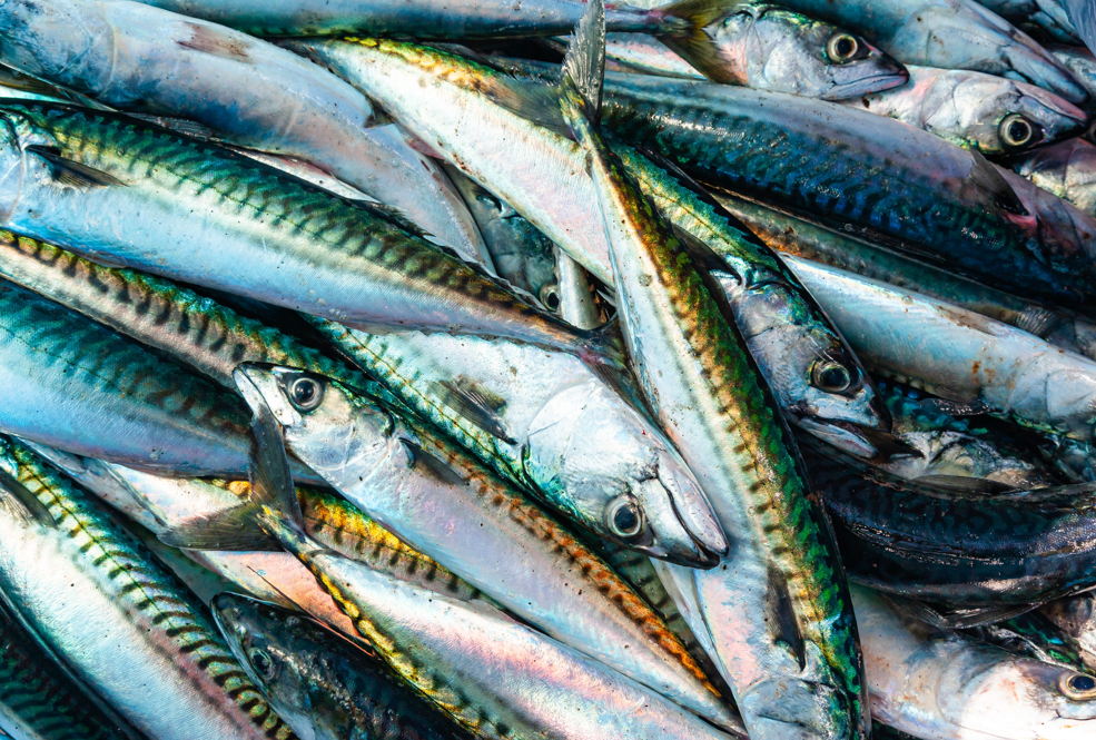 Tipos de pescado e ideas para cocinarlo
