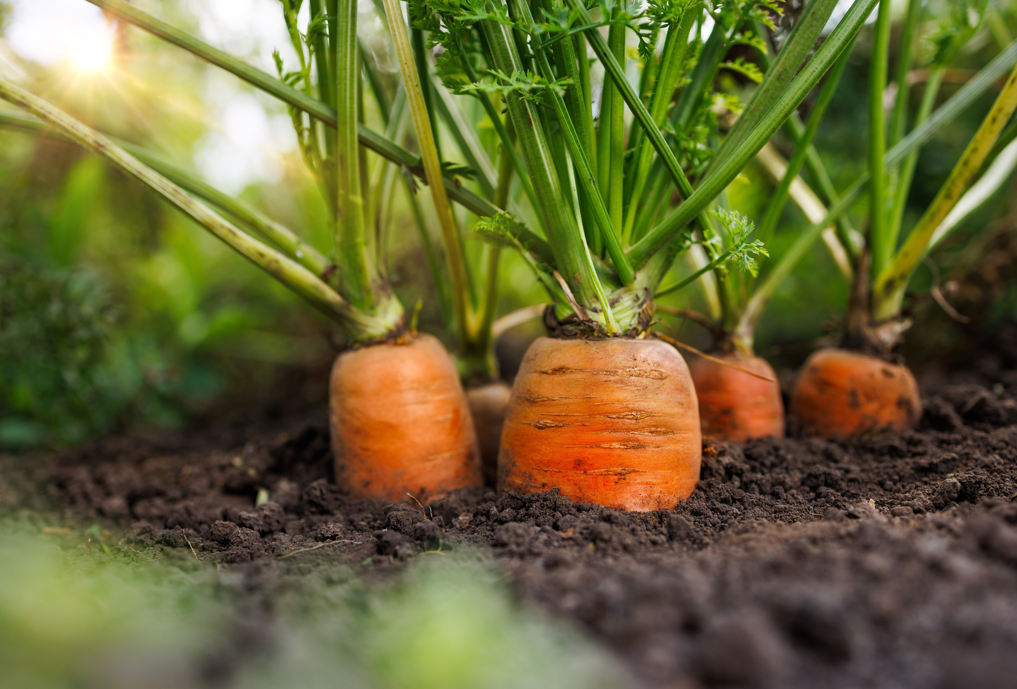 Las zanahorias. Verdura y hortaliza al mismo tiempo