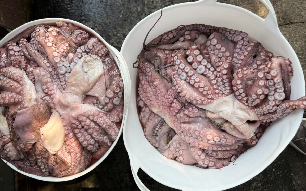 Cómo cocer pulpo en olla express. Pulpo a la gallega