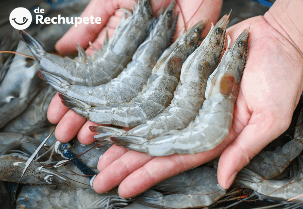 Gambas: origen, variedades, propiedades y cómo usarlas en la cocina