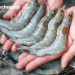 Gambas: origen, variedades, propiedades y cómo usarlas en la cocina