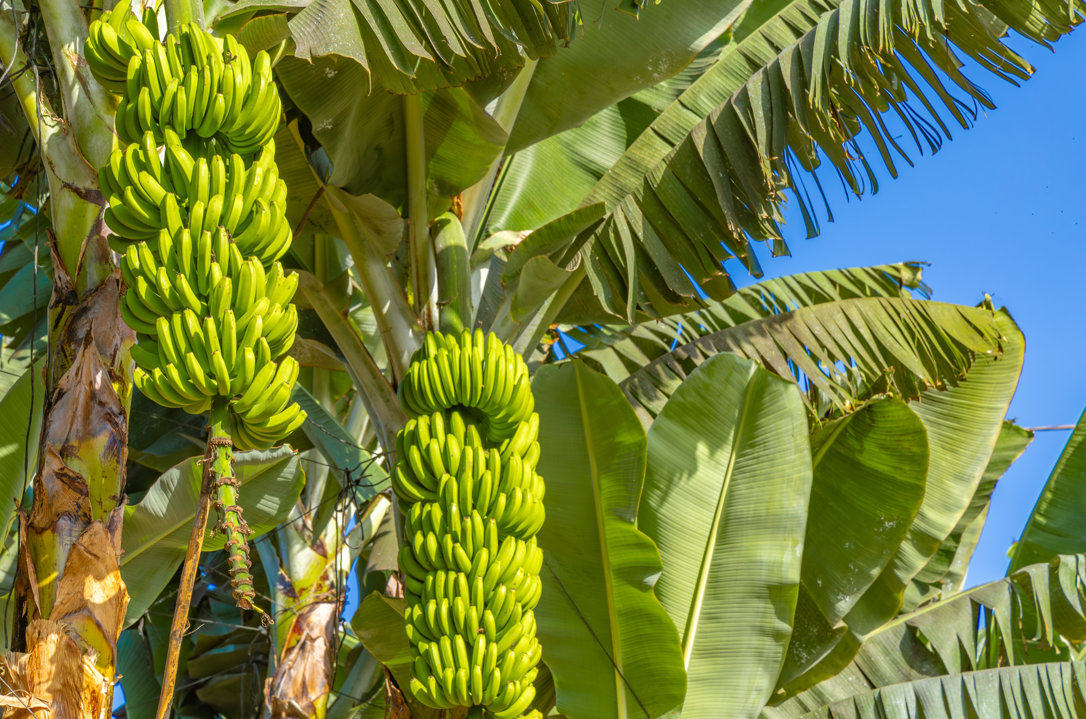 10 alimentos en peligro por el cambio climático