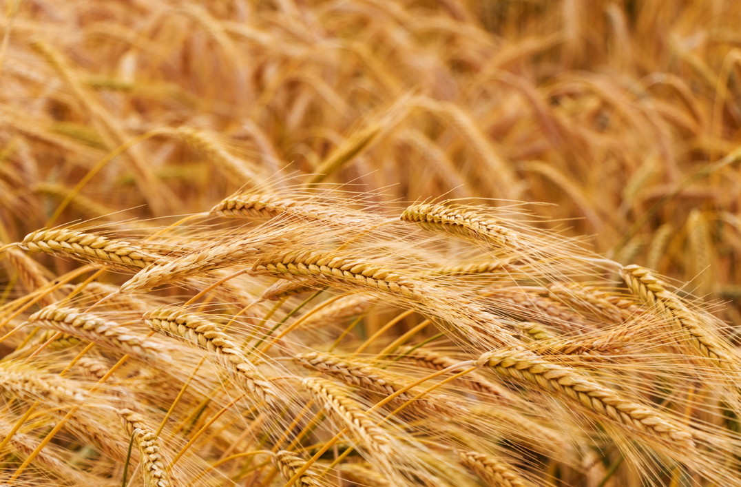 10 alimentos en peligro por el cambio climático