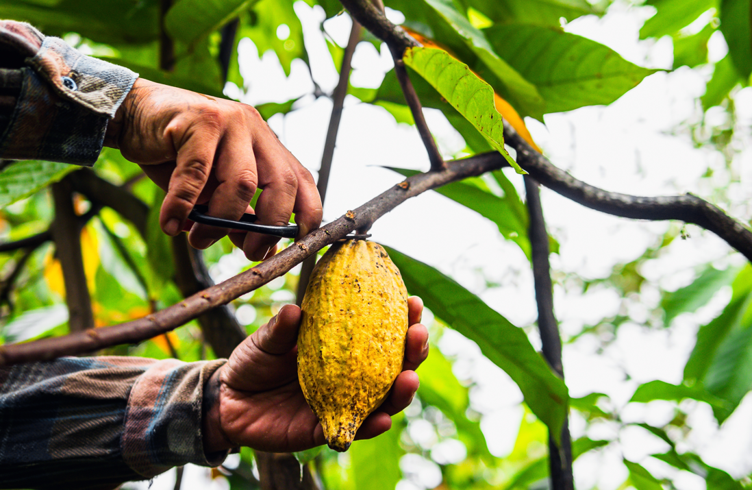 10 alimentos en peligro por el cambio climático