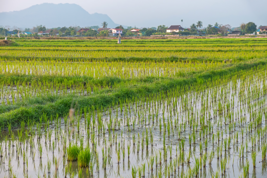 10 alimentos en peligro por el cambio climático