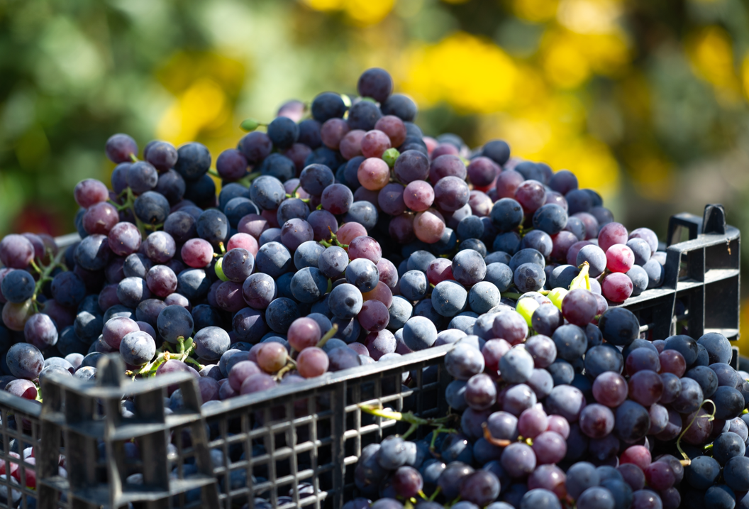 10 alimentos en peligro por el cambio climático