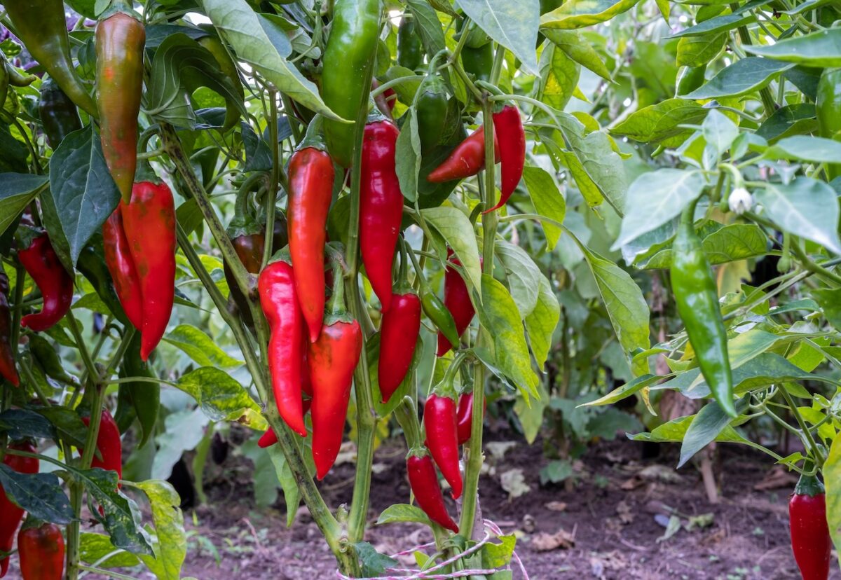 Pimienta de cayena. Qué es, cómo usarla y cuándo conviene tenerle respeto en la cocina