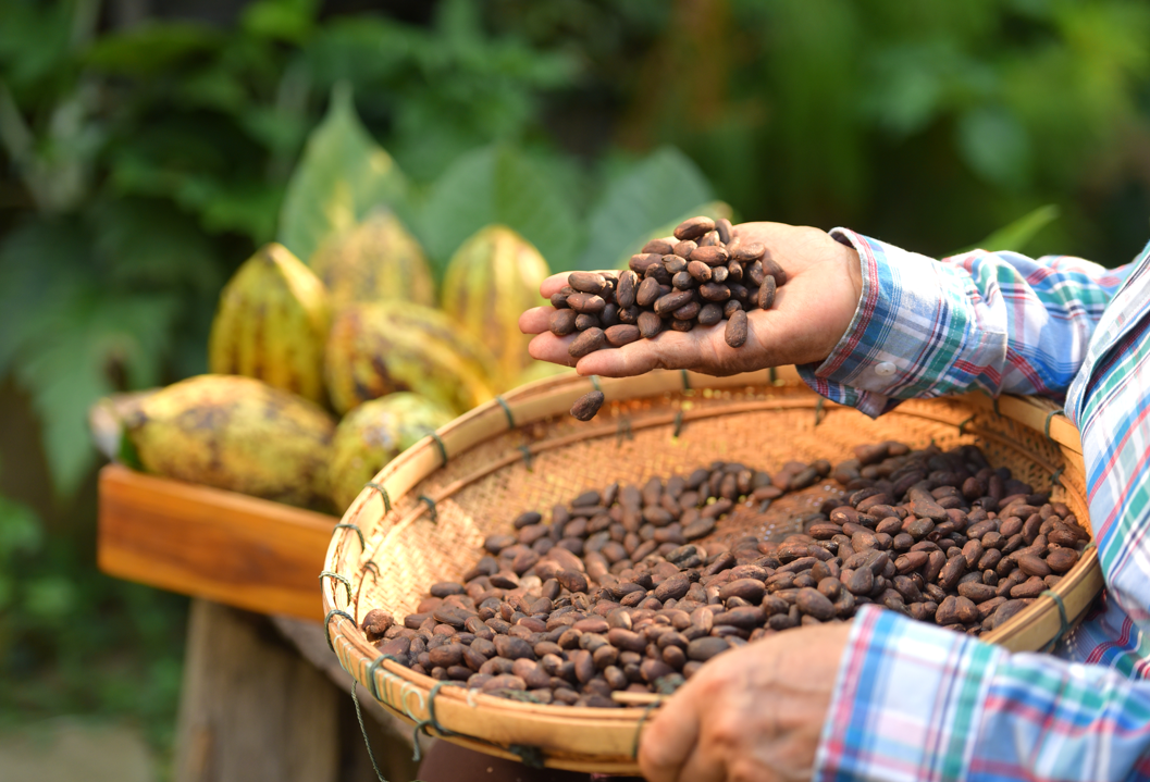 Chocolate sin cacao. ¿Es posible? Alternativa sostenible que quiere cambiarlo todo