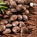 Sacha inchi: origen, propiedades, beneficios y cómo incorporarlo a tu cocina