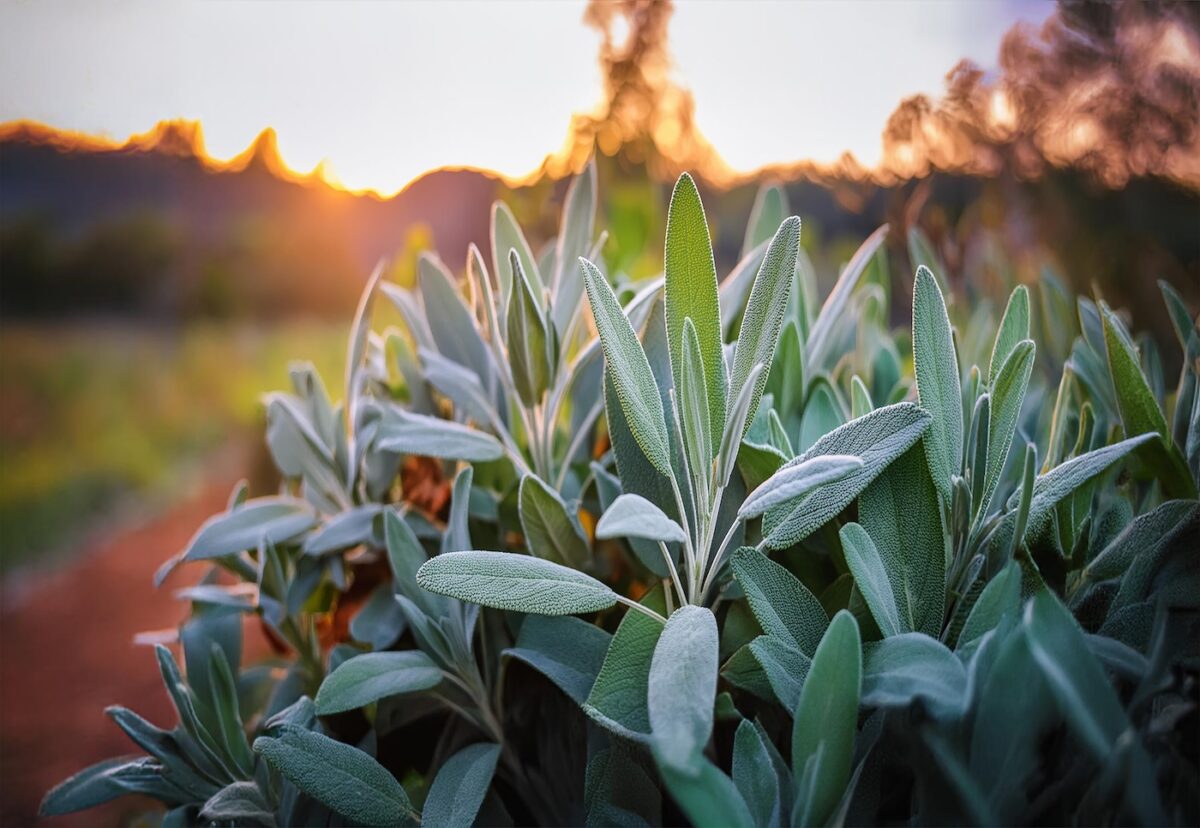 Salvia. Qué es, cómo usarla y por qué es una de las hierbas más potentes del recetario mediterráneo