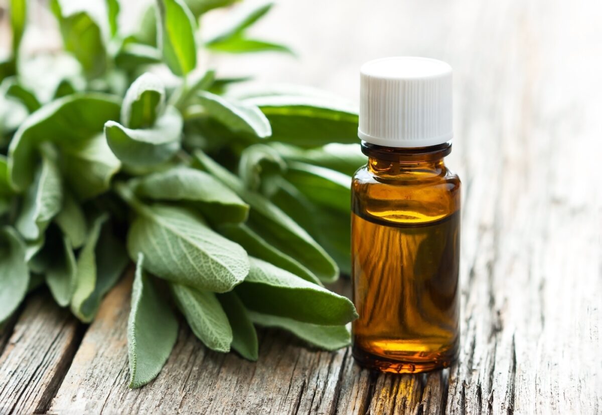 Salvia. Qué es, cómo usarla y por qué es una de las hierbas más potentes del recetario mediterráneo
