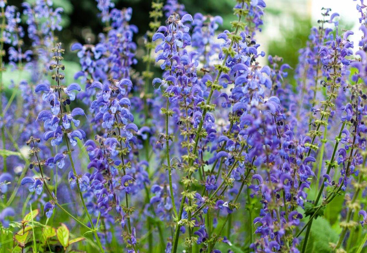 Salvia. Qué es, cómo usarla y por qué es una de las hierbas más potentes del recetario mediterráneo