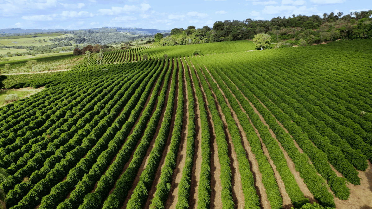 ¿Se está acabando el café? El otro gigante en peligro