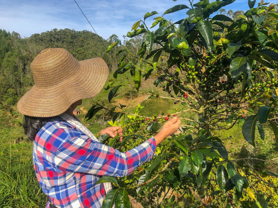 ¿Se está acabando el café? El otro gigante en peligro