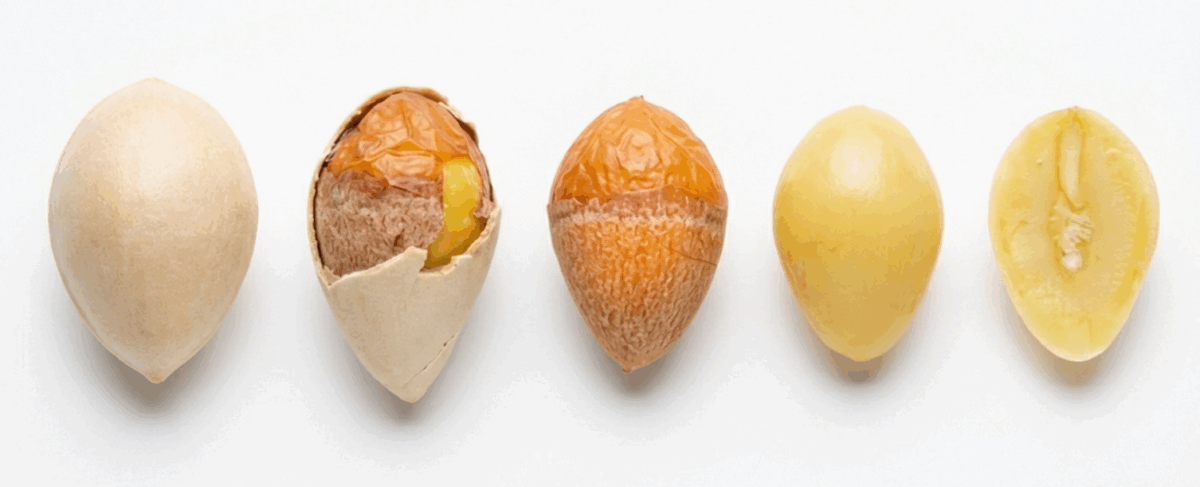 Nuez de ginkgo (China, Japón): qué es, origen, propiedades y precauciones