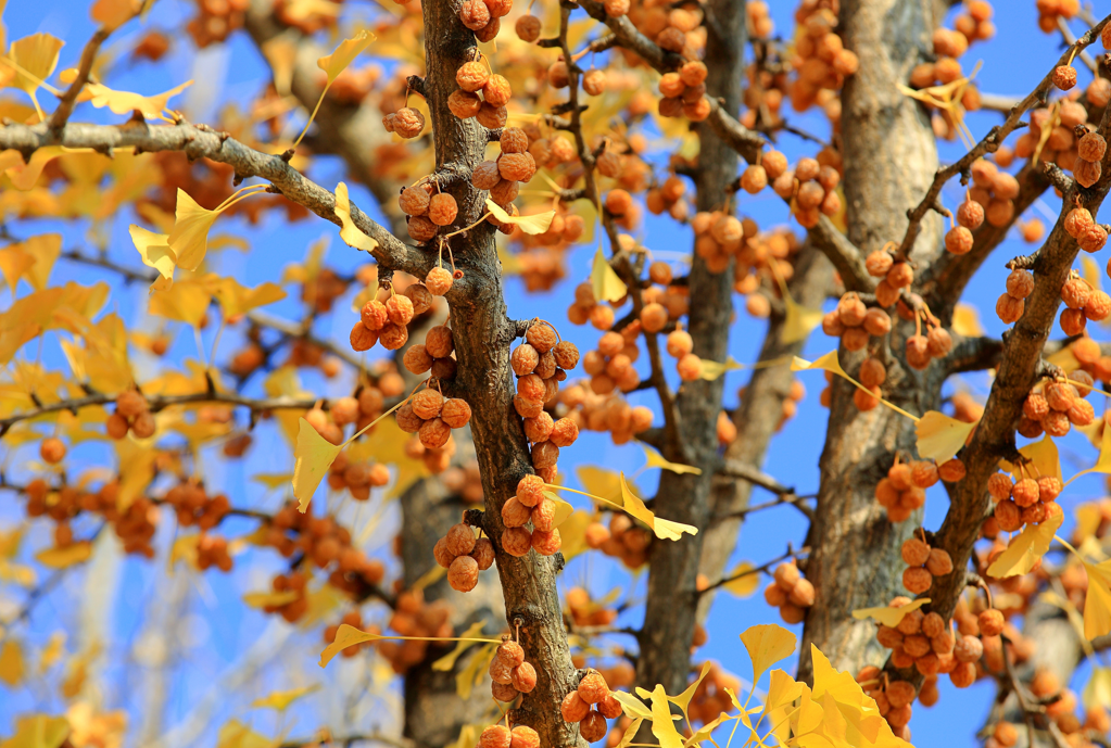 Nuez de ginkgo (China, Japón): qué es, origen, propiedades y precauciones