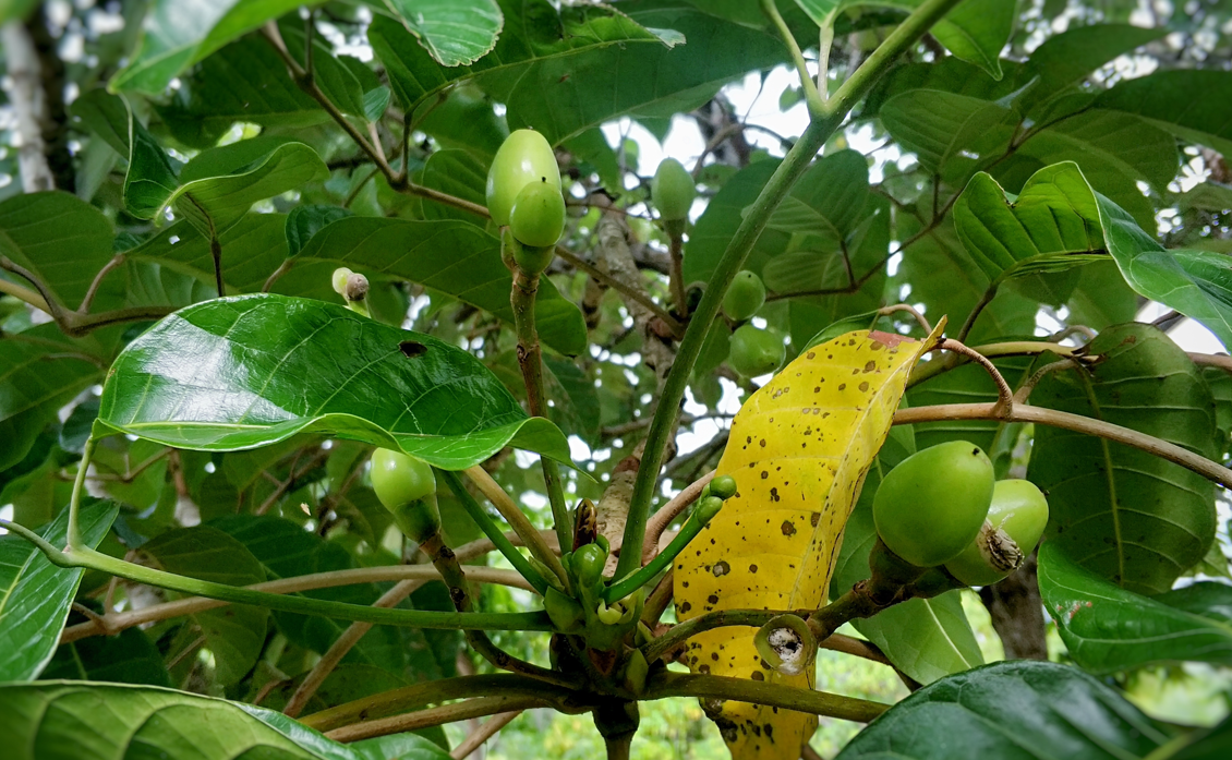 Pili nuts (nuez de pili): qué es, origen en Filipinas, propiedades y cómo usarla en la cocina