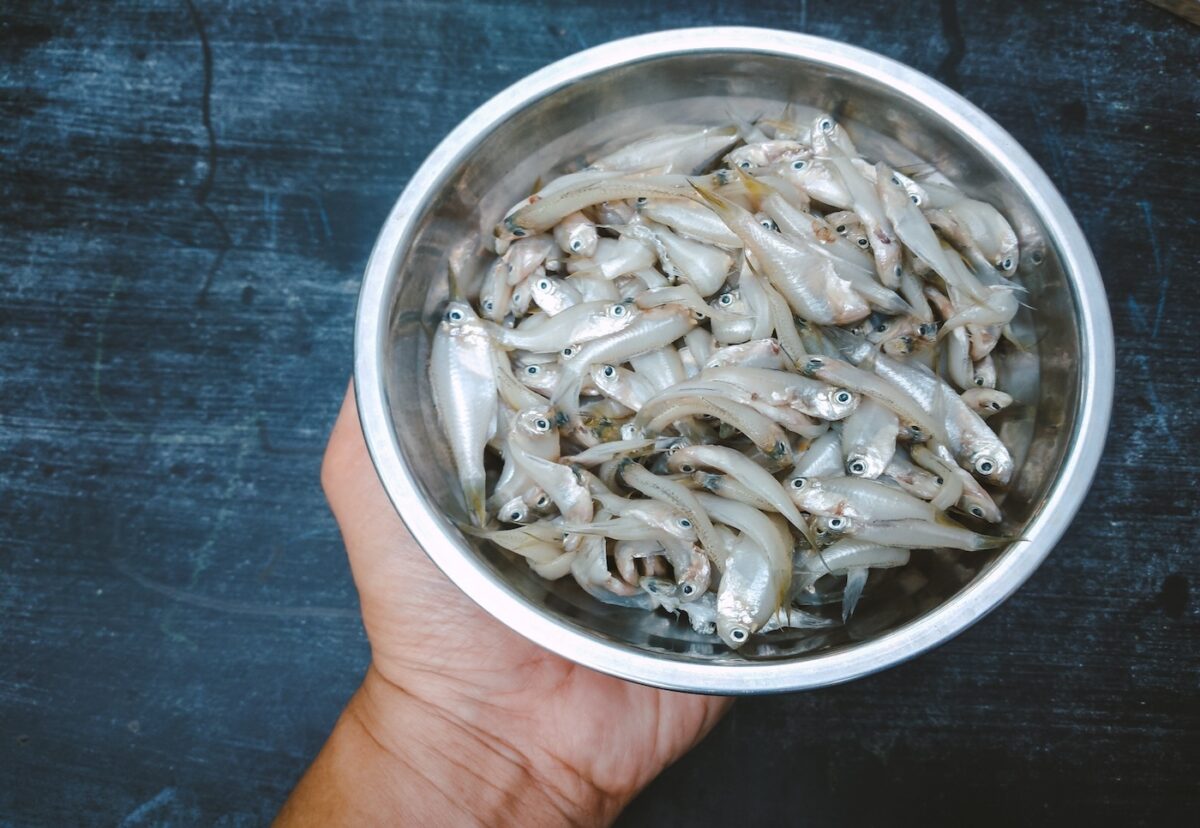 Anchoa, boquerón o bocarte. ¿Qué los diferencia y cómo aprovecharlos en recetas?