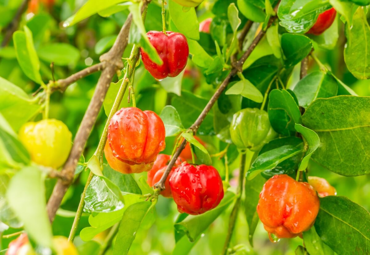 Acerola. Qué es, cómo se usa en la cocina y por qué cada vez se oye más hablar de ella
