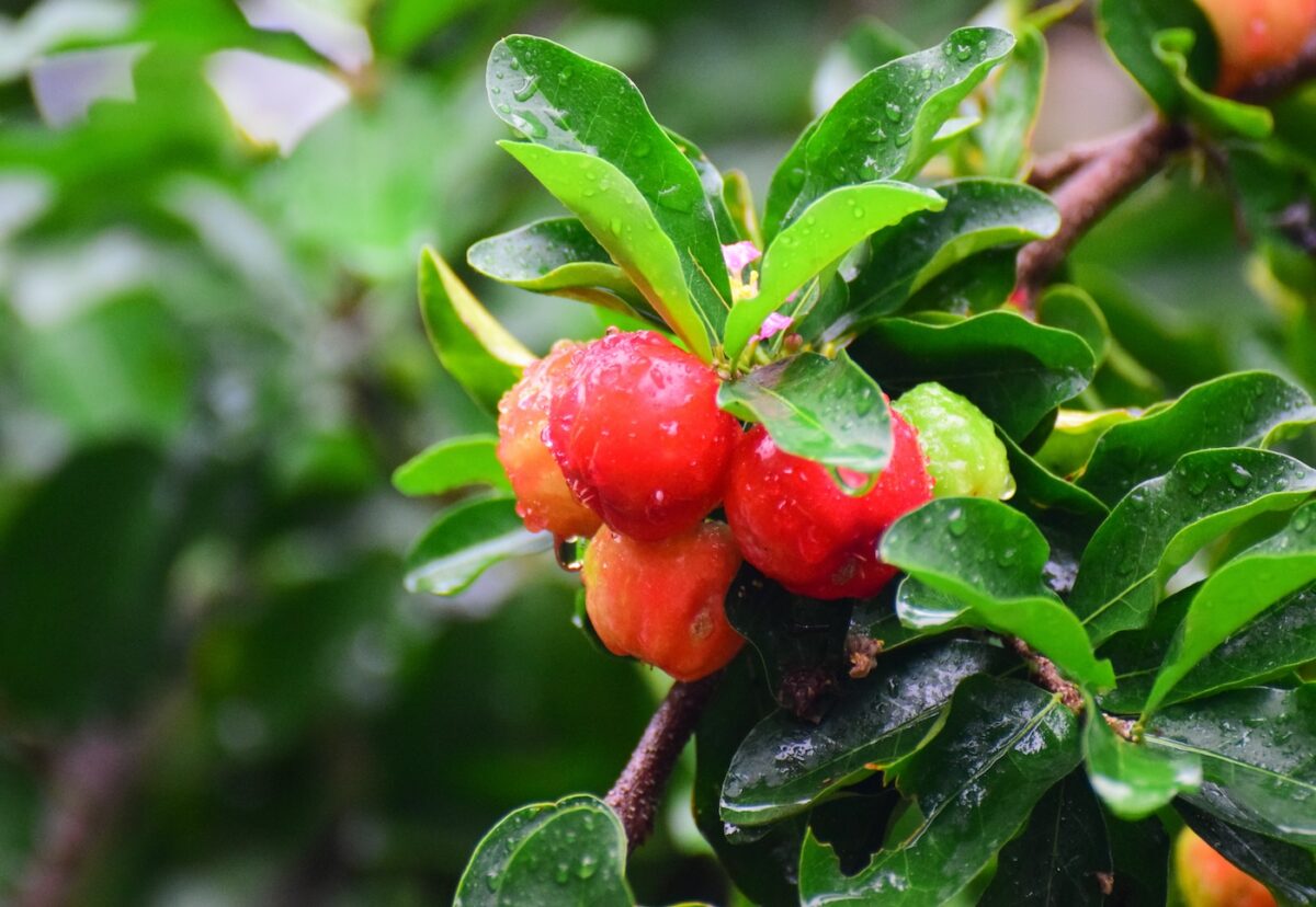 Acerola. Qué es, cómo se usa en la cocina y por qué cada vez se oye más hablar de ella