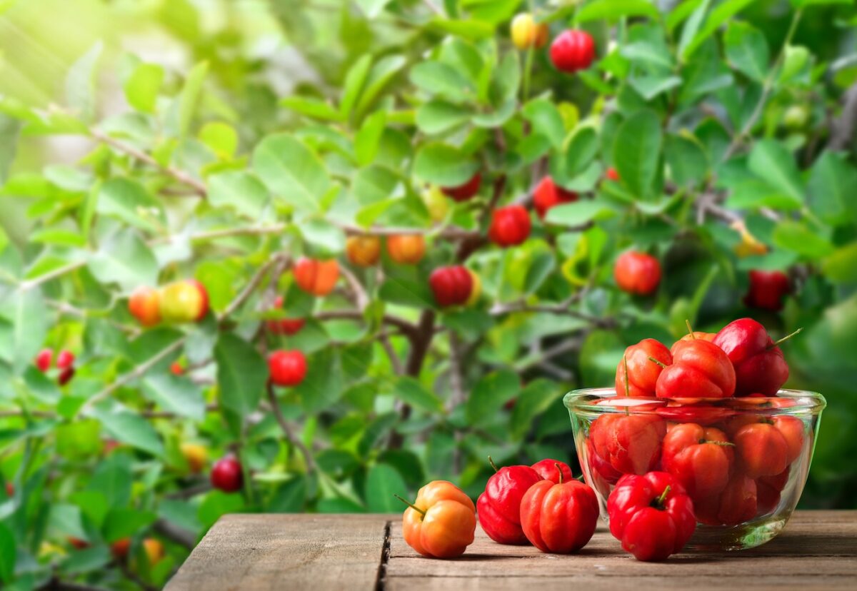 Acerola. Qué es, cómo se usa en la cocina y por qué cada vez se oye más hablar de ella