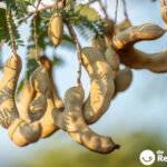 Tamarindo. Qué es, propiedades y cómo usarlo en la cocina para dar un toque exótico