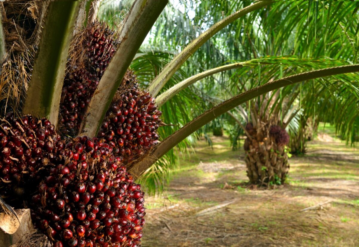 Aceite de palma. Qué es, por qué se usa y qué efectos tiene en la salud