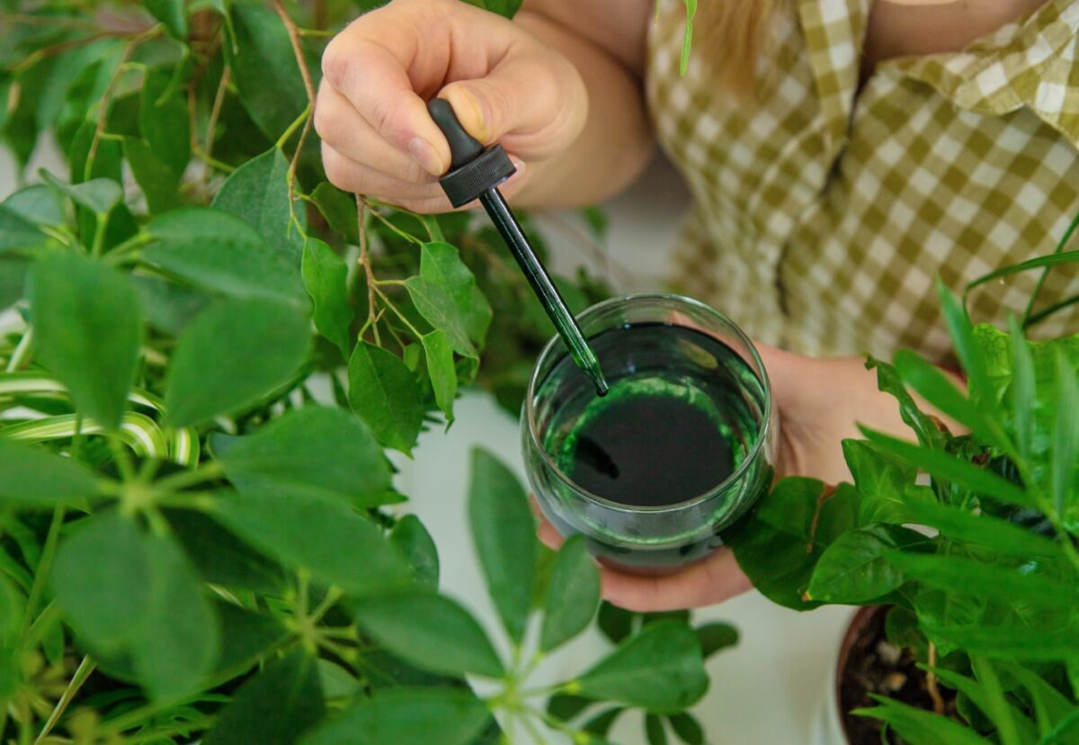 Beber clorofila se ha puesto de moda, pero ¿sirve de algo? Ciencia, efectos y riesgos
