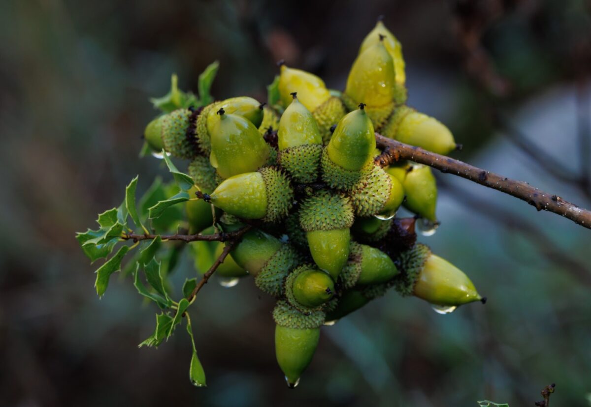 Bellotas. Qué son, propiedades y cómo se han usado en la cocina tradicional