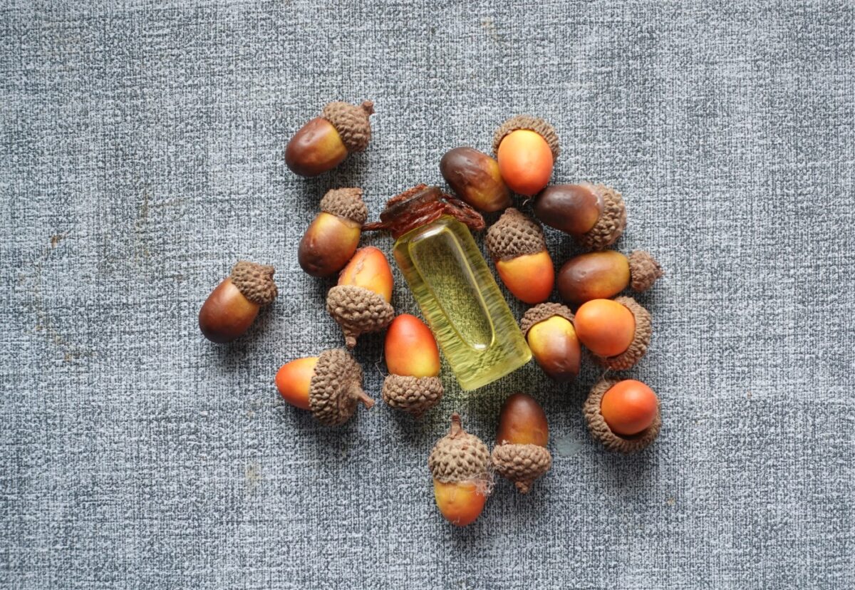 Bellotas. Qué son, propiedades y cómo se han usado en la cocina tradicional