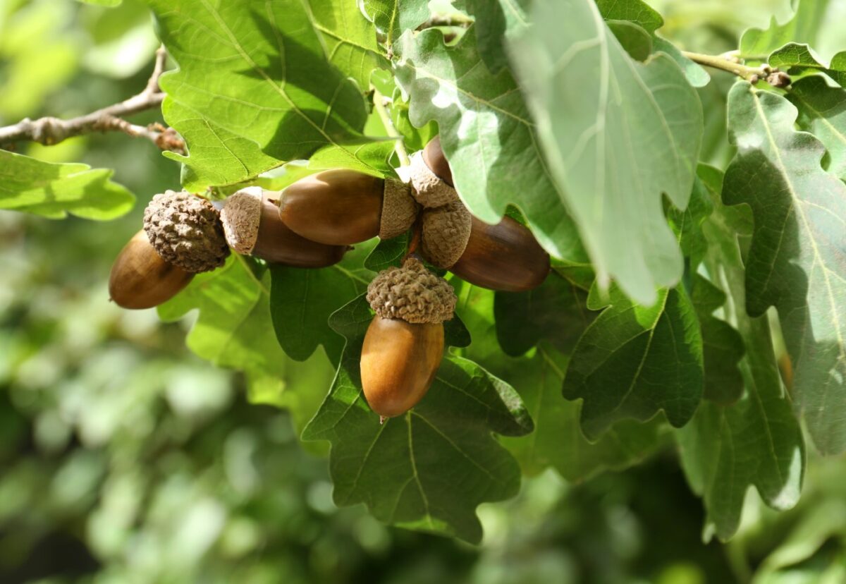 Bellotas. Qué son, propiedades y cómo se han usado en la cocina tradicional