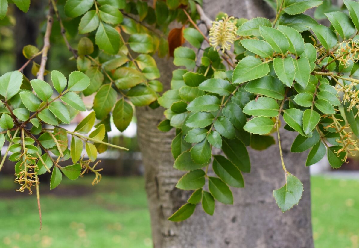 Nueces de gevuina. Qué son, propiedades y usos de este fruto seco singular