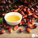 Aceite de palma. Qué es, por qué se usa y qué efectos tiene en la salud