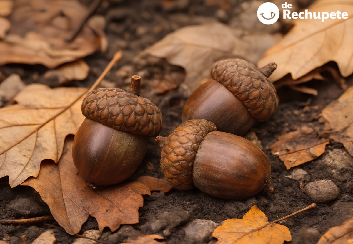 Bellotas. Qué son, propiedades y cómo se han usado en la cocina tradicional