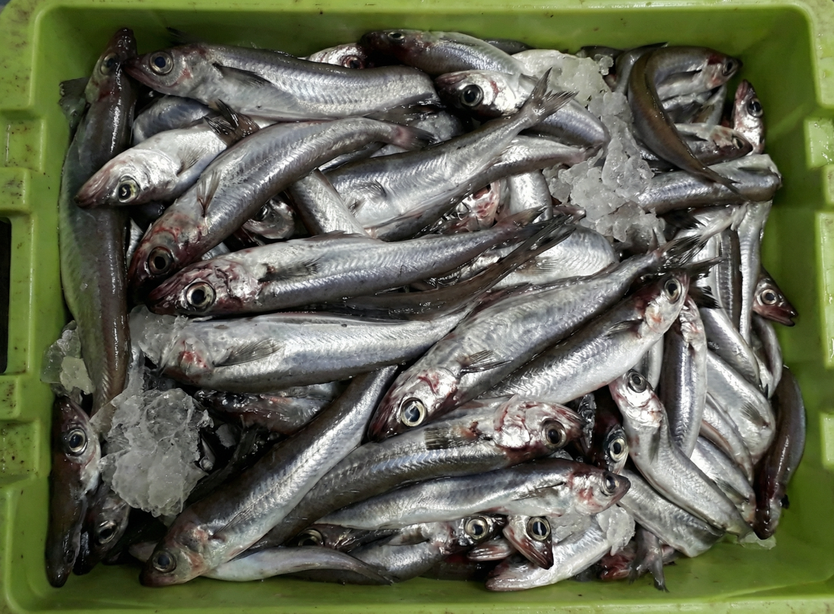 Bacaladilla. El pescado humilde que vuelve a conquistar nuestras cocinas