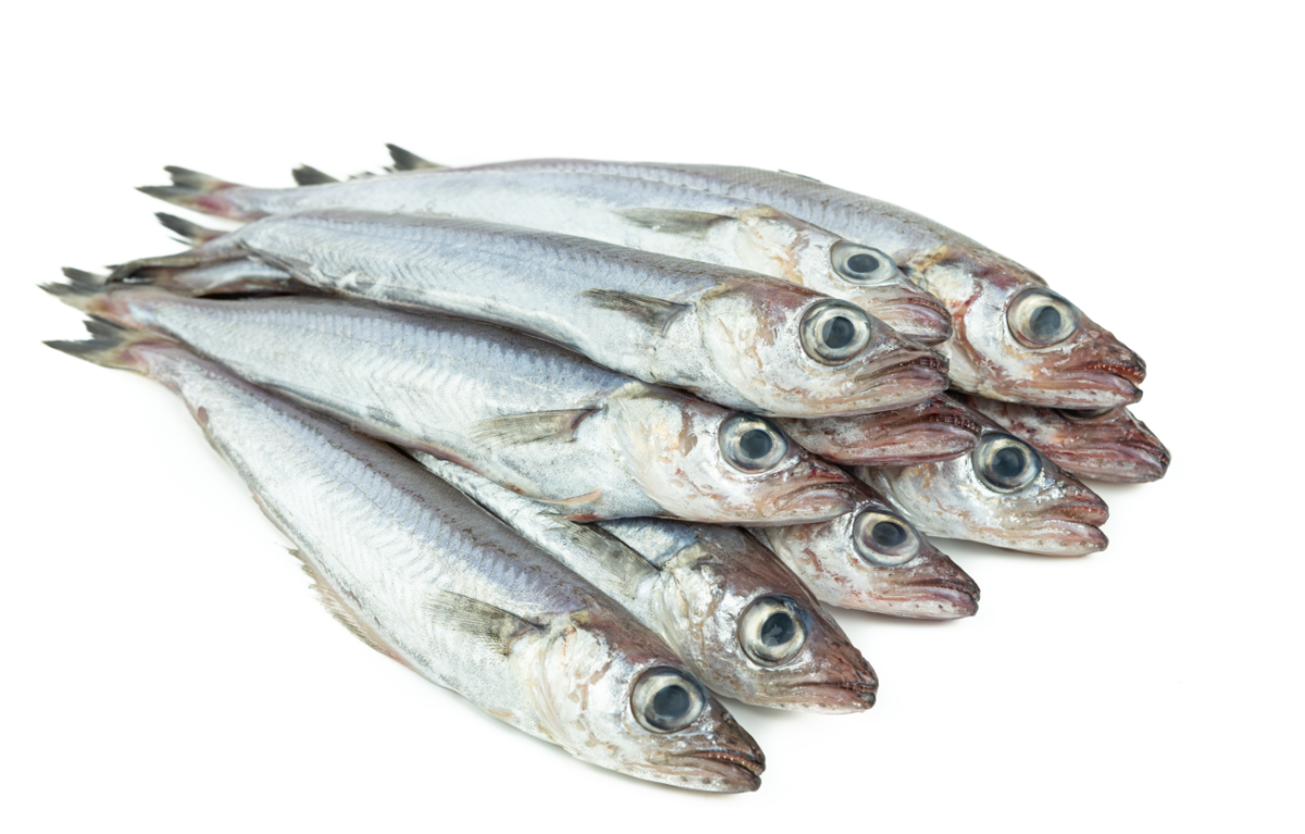 Bacaladilla. El pescado humilde que vuelve a conquistar nuestras cocinas